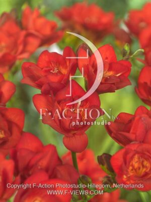 botanic stock photo Freesia