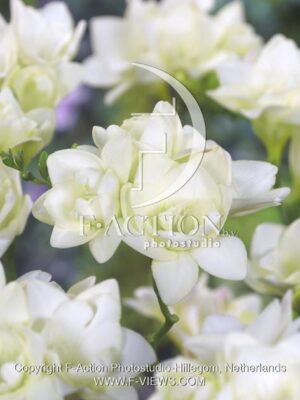 botanic stock photo Freesia