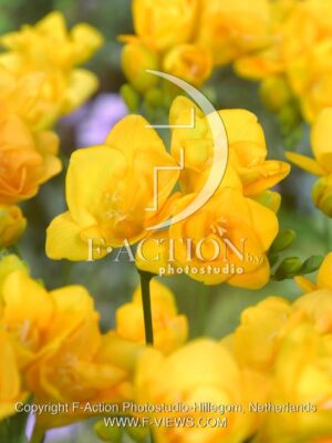 botanic stock photo Freesia