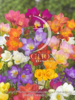 botanic stock photo Freesia