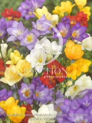 botanic stock photo Freesia