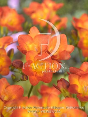 botanic stock photo Freesia