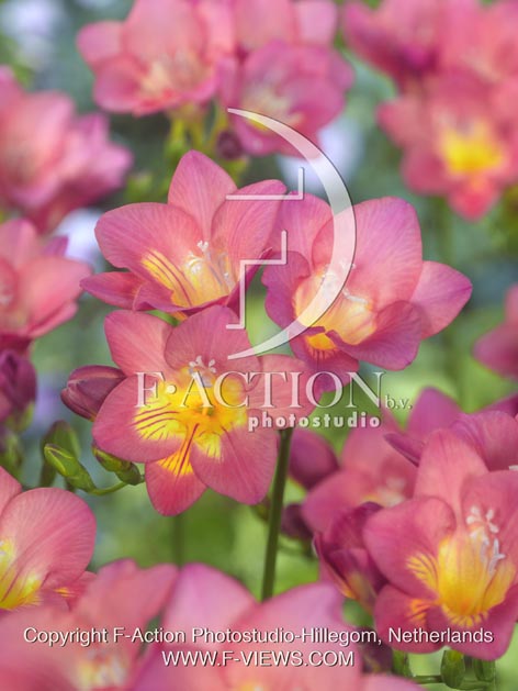 botanic stock photo Freesia
