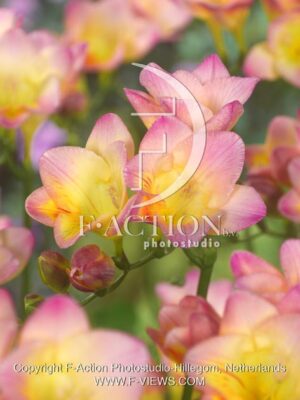 botanic stock photo Freesia