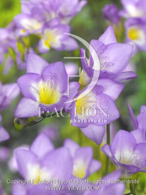 botanic stock photo Freesia