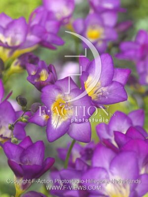 botanic stock photo Freesia