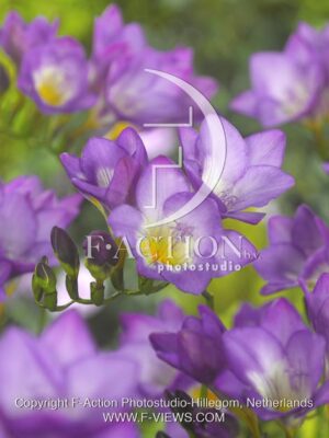 botanic stock photo Freesia