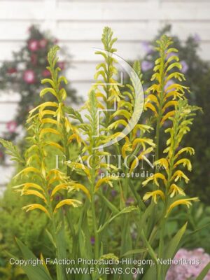 botanic stock photo Chasmanthe