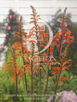botanic stock photo Chasmanthe