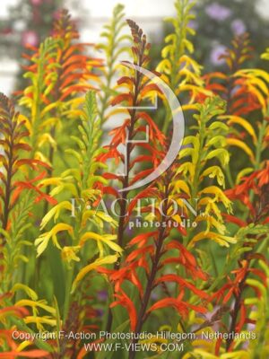 botanic stock photo Chasmanthe