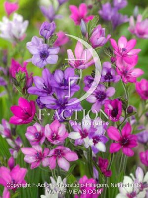 Stricta Mixed