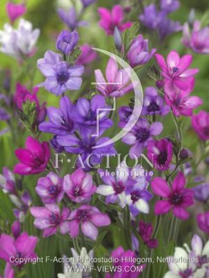botanic stock photo Babiana