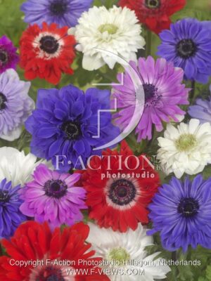 botanic stock photo Anemone