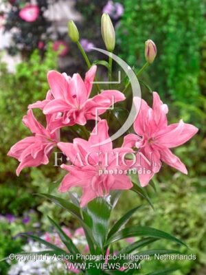 Candy Blossom