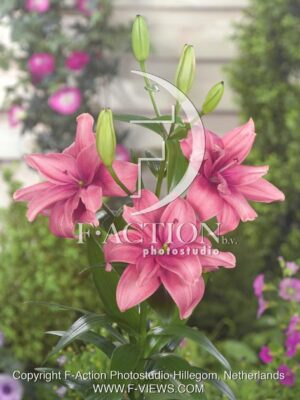 botanic stock photo Lilium