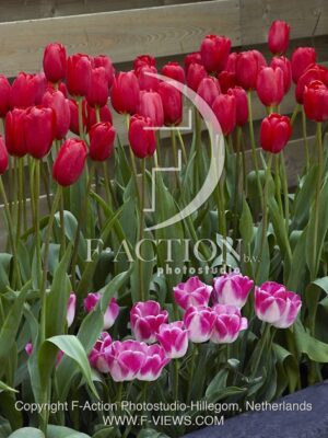 botanic stock photo Tulipa