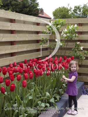botanic stock photo Tulipa