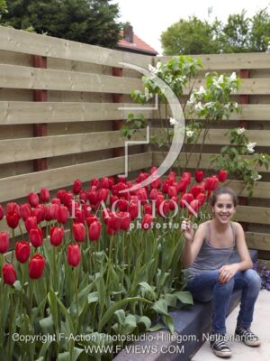botanic stock photo Tulipa