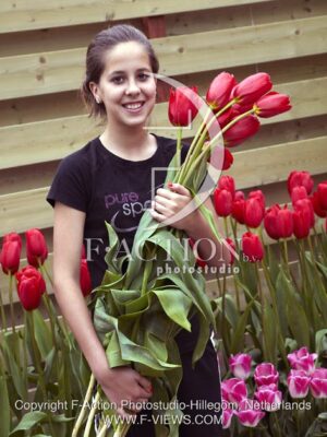 botanic stock photo Tulipa