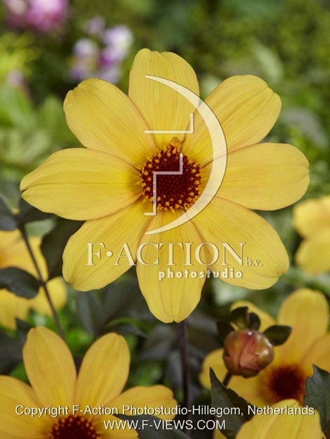 botanic stock photo Dahlia