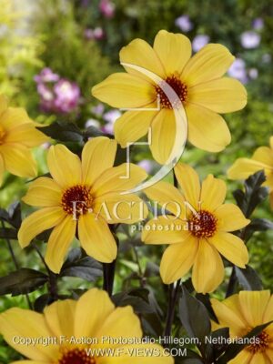 botanic stock photo Dahlia