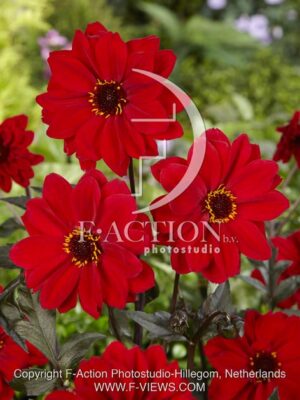botanic stock photo Dahlia