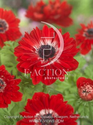 botanic stock photo Anemone