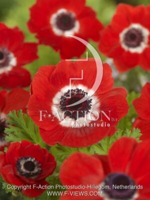 botanic stock photo Anemone