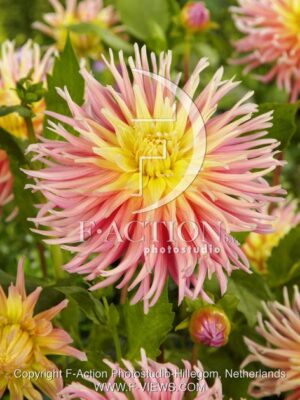 botanic stock photo Dahlia