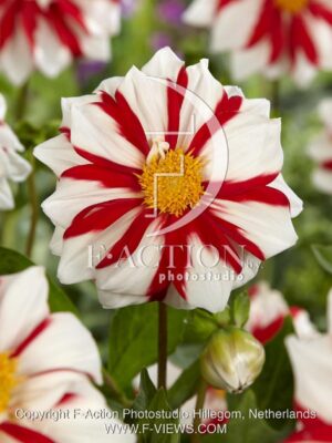 botanic stock photo Dahlia