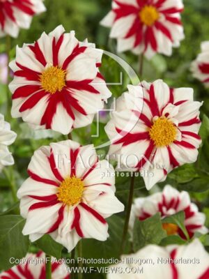 botanic stock photo Dahlia
