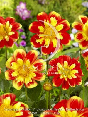 botanic stock photo Dahlia