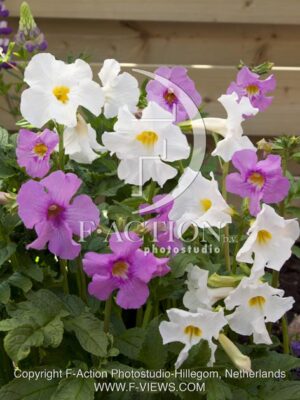 botanic stock photo Incarvillea