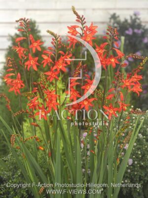 botanic stock photo Crocosmia