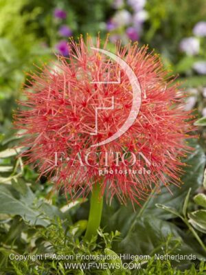botanic stock photo Scadoxus