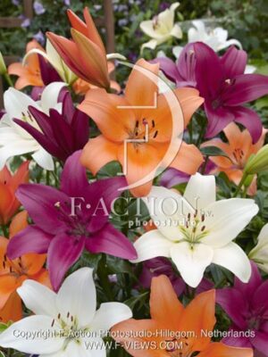 botanic stock photo Lilium