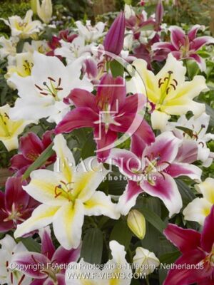 botanic stock photo Lilium