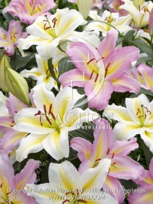 botanic stock photo Lilium
