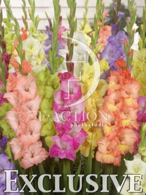 botanic stock photo Gladiolus
