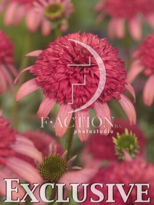 botanic stock photo Echinacea