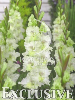 botanic stock photo Gladiolus
