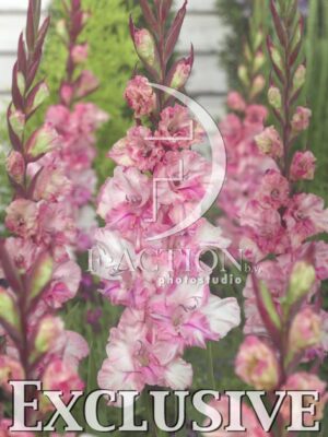 botanic stock photo Gladiolus