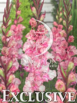 Pink- White