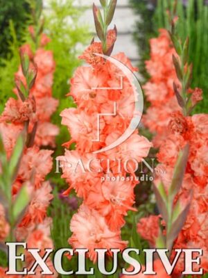 Coral Crush
