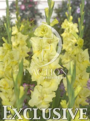 botanic stock photo Gladiolus