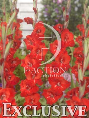 botanic stock photo Gladiolus