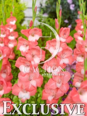 Multicolor Pink-White