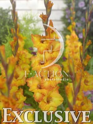 botanic stock photo Gladiolus