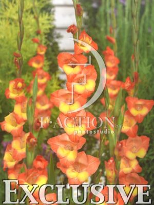 botanic stock photo Gladiolus