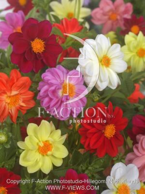 botanic stock photo Dahlia